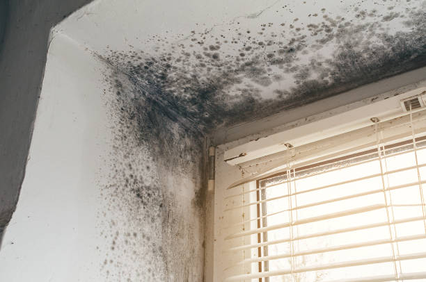 Affordable Attic Mold Remediation solutions in Millington, TN