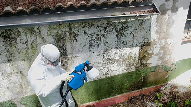 Top rated local Attic Mold Remediation specialists in Millington, TN